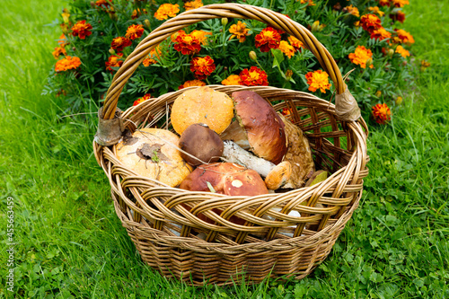 A basket with forest edible mushrooms. Mushroom picking is a favorite hobby of many people. There are porcini mushrooms and aspen mushrooms in the basket.