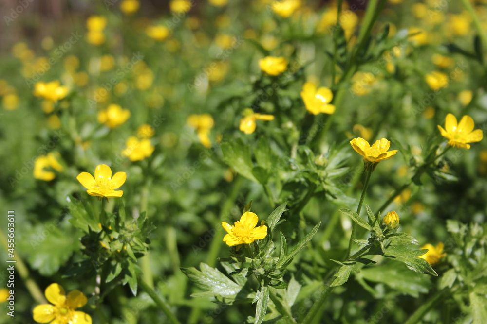 Texas Wildflower Yellow Buttercup Ranunculus bulbosus - Bulbous Buttercup Texas Wildflower Yellow Buttercup Ranunculus bulbosus - Bulbous Buttercup