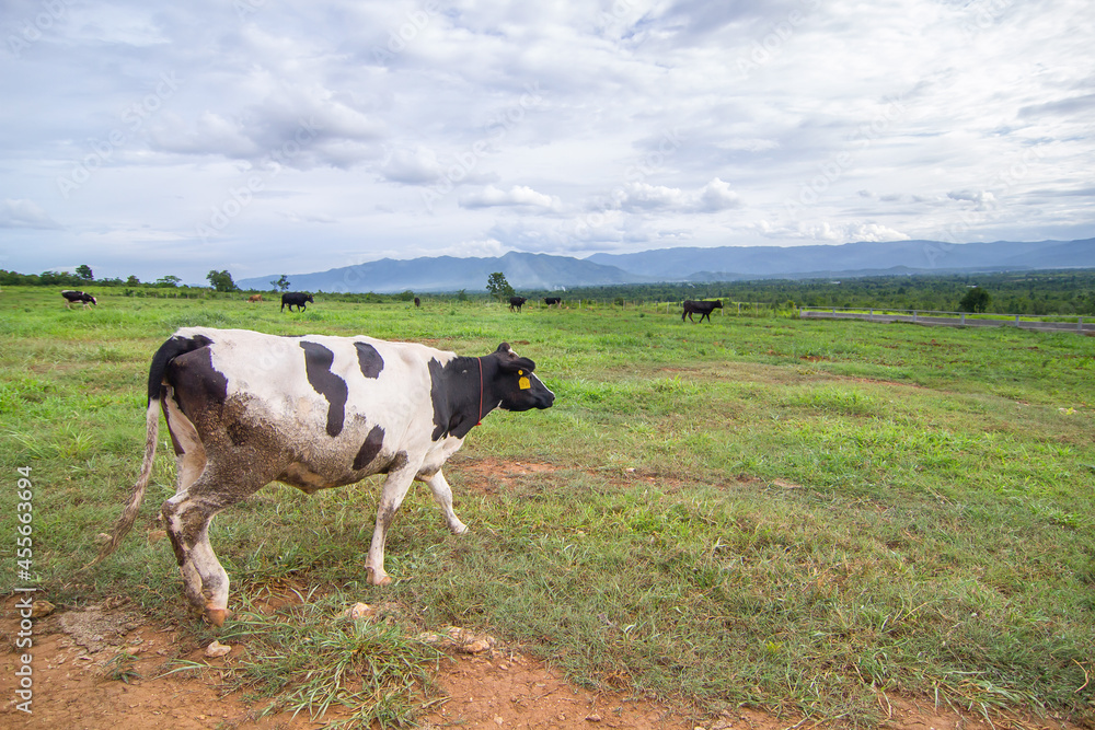 Beautiful landscape with black pied Dairy cows in rural farmland in Thailand Beautiful landscape with black pied Dairy cows in rural farmland in Thailand
