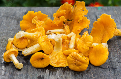 Forest edible chanterelle mushrooms. It has a color from light yellow to orange, its edges are wavy, corrugated, and there are plates under the cap. This is a very tasty edible mushroom.