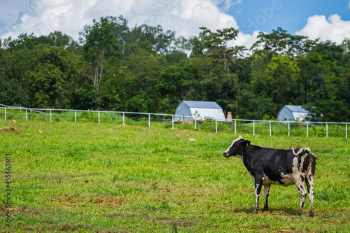 Beautiful landscape with black pied Dairy cows in rural farmland in Thailand