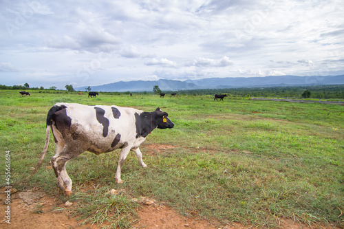 Beautiful landscape with black pied Dairy cows in rural farmland in Thailand © tarfullhd