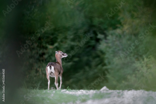 Mouflon female returns to the forest at dusk   fine art portrait  Ovis aries musimon 