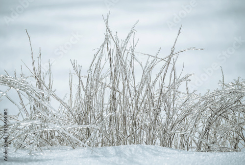 Winter natural background. frozen grass in the ice on the snow. Crystal grass.