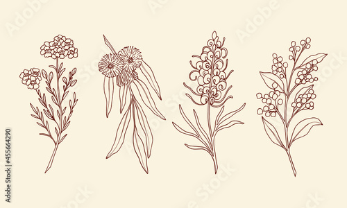 Hand drawn waxflower, blue gum eucalyptus, grevillea, wattle. Sketch Australian native flowers and plants. 