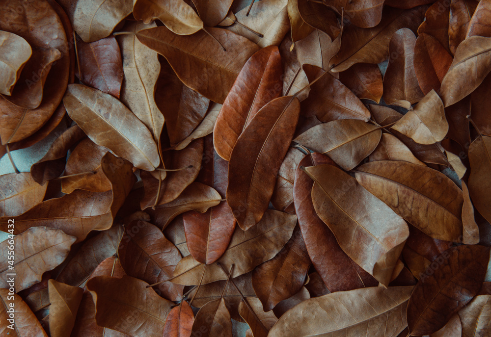 Background of scattered dry leaves. Wallpaper of natural elements. Background of scattered dry leaves. Wallpaper of natural elements.