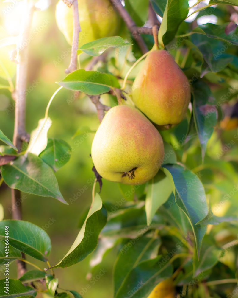 Ripe autumn pears on a blurred background in sunlight. Ripe autumn pears on a blurred background in sunlight.