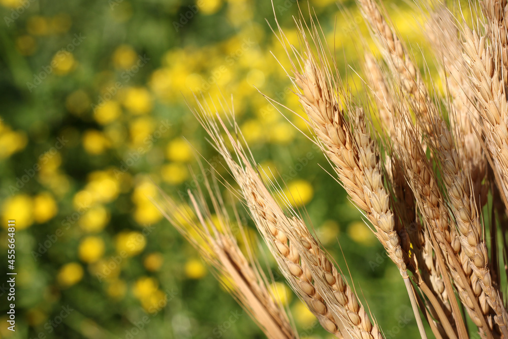 Fototapeta premium Dry Wheat Stalks With Blurred Yellow Canola Field in Background