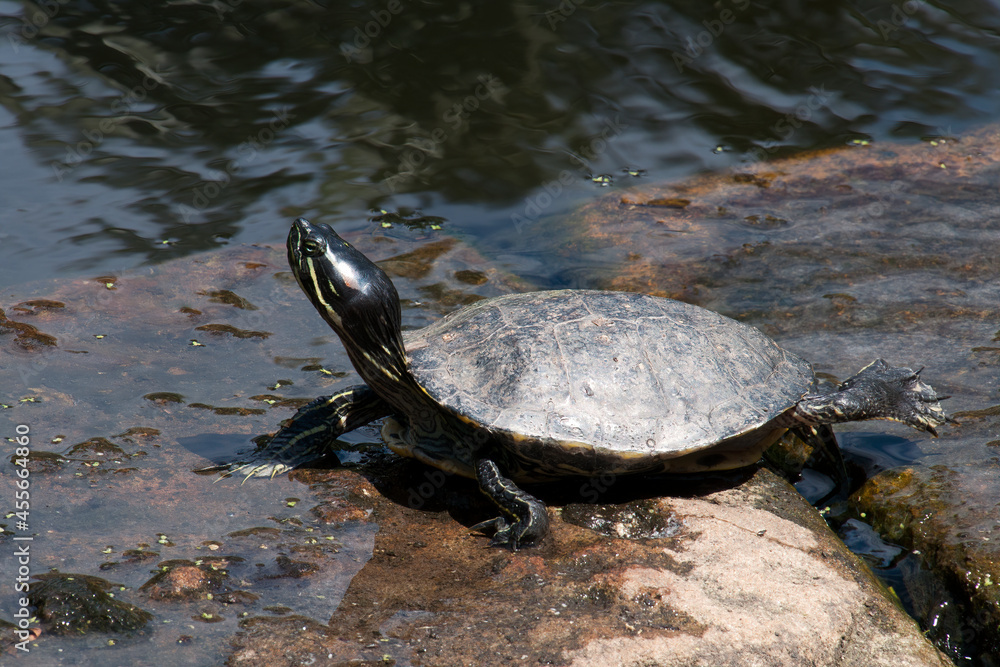 Sydney Australia, western painted turtle sunbaking on stone blocks in pond Sydney Australia, western painted turtle sunbaking on stone blocks in pond