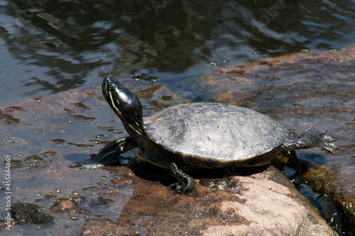 Sydney Australia, western painted turtle sunbaking on stone blocks in pond photo