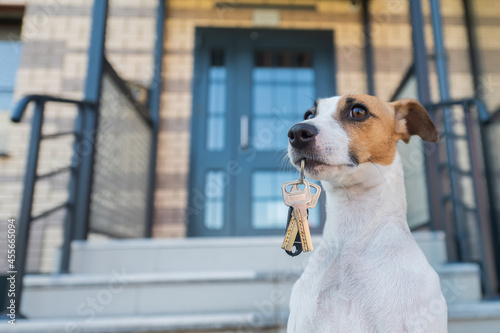 Dog Jack Russell Terrier is sitting at the door holding the keys to the house.