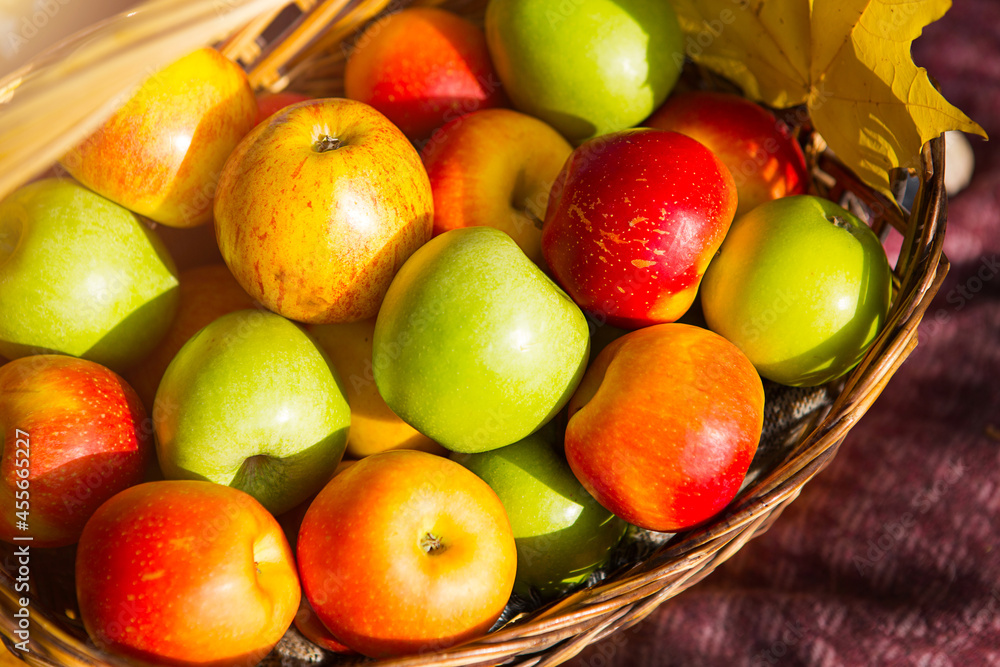 Fresh delicious natural apples different varieties in a basket close - up - yellow, green, red. Autumn, harvest festival, autumn mood. Vitamins, environmental friendliness. Autumn background
