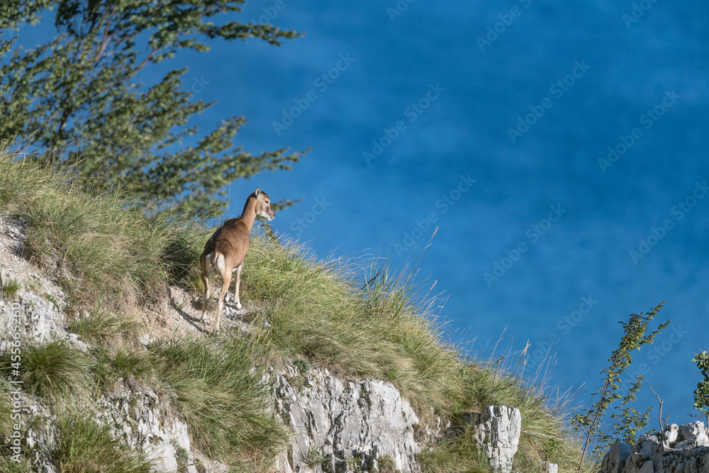 European mouflon with Como's lake on background (Ovis aries musimon) European mouflon with Como's lake on background (Ovis aries musimon)