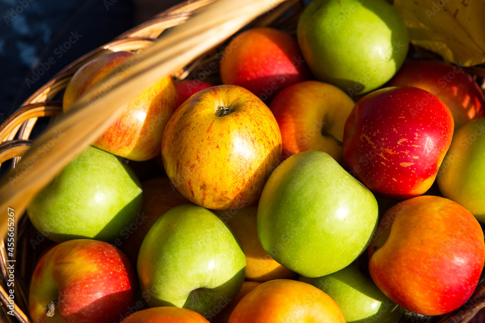 Fresh delicious natural apples different varieties in a basket close - up - yellow, green, red. Autumn, harvest festival, autumn mood. Vitamins, environmental friendliness. Autumn background Fresh delicious natural apples different varieties in a basket close - up - yellow, green, red. Autumn, harvest festival, autumn mood. Vitamins, environmental friendliness. Autumn background