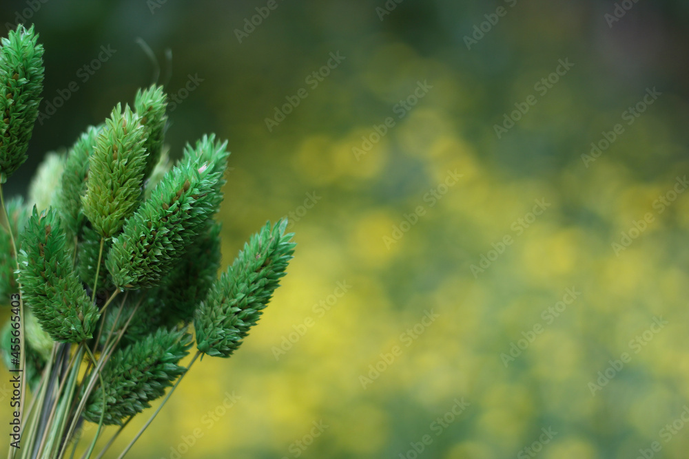 Dried Flowers with Blurred Yellow Flowers in Background