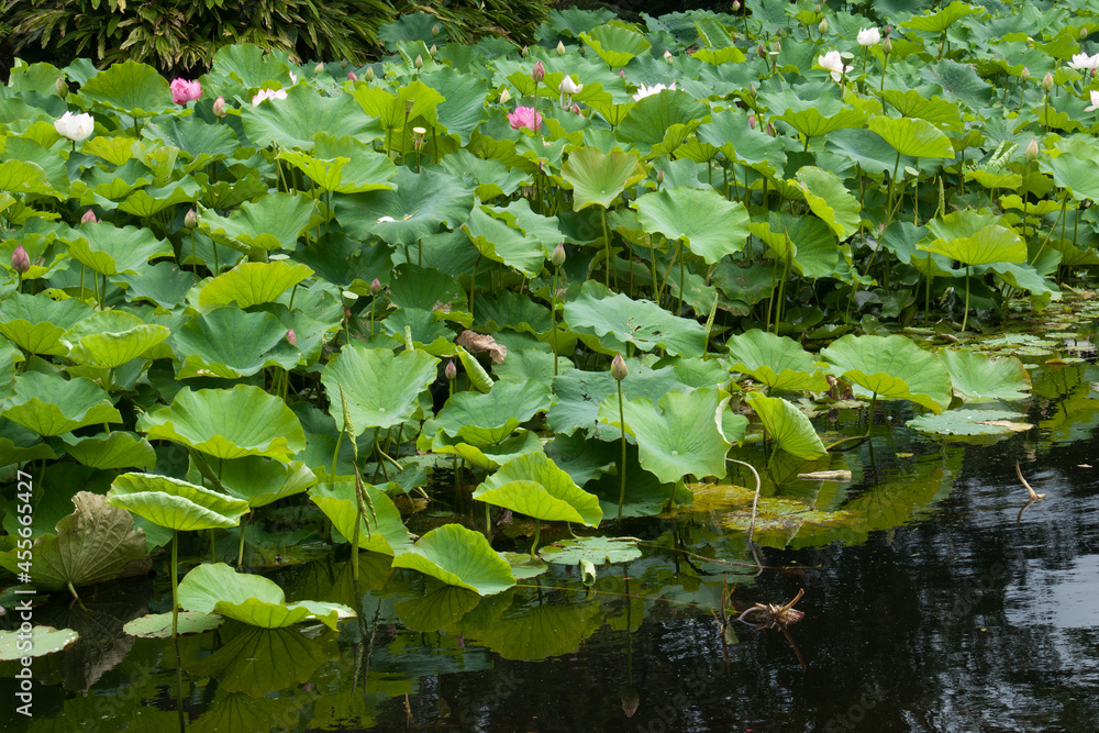 Sydney Australia, pond with flowering nelumbo nucifera or Indian lotus plants Sydney Australia, pond with flowering nelumbo nucifera or Indian lotus plants