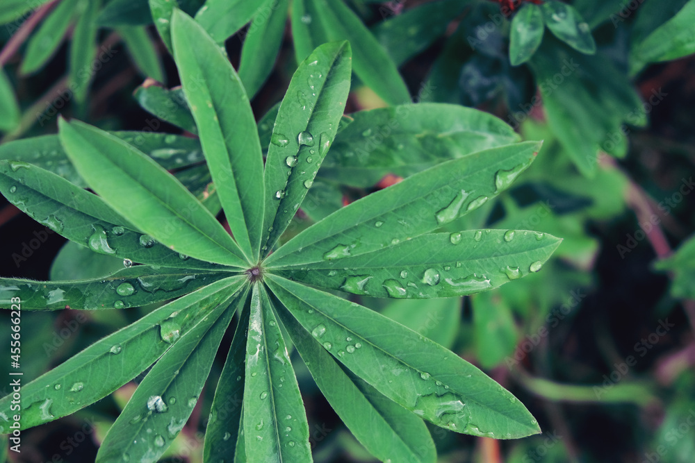Nature green leaves with raindrop. Abstract pattern nature background. Vintage color tone Nature green leaves with raindrop. Abstract pattern nature background. Vintage color tone