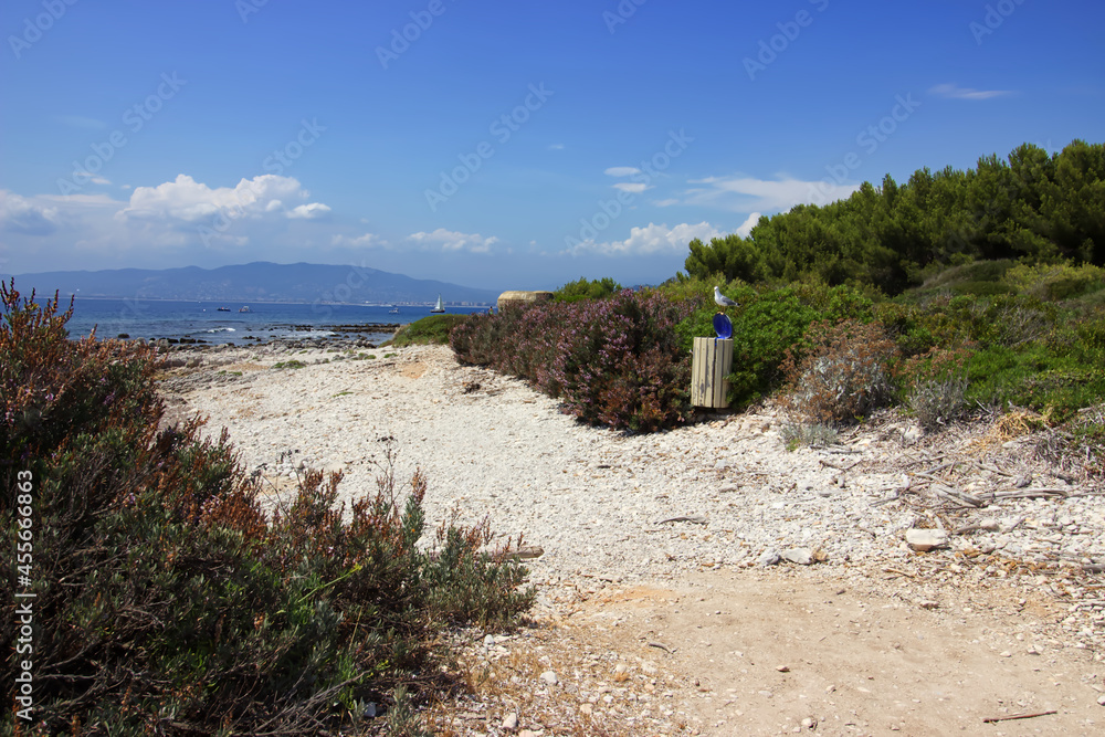 Vue sur la baie de Cannes depuis l'ile de sainte Marguerite dans les Alpes maritimes avec une mouette posée sur le couvercle d'une poubelle ouverte.