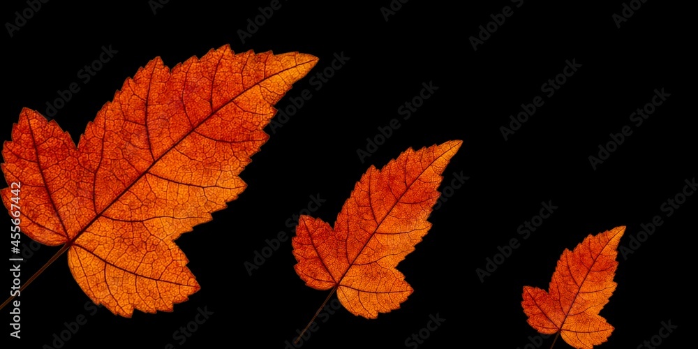 Fototapeta premium Autumn leaves stock image on black background