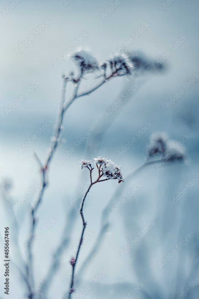 frost winter in garden