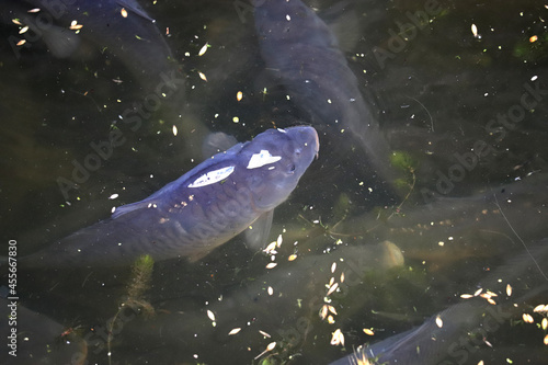 Fish farm carp, carps float to the surface of the water due to lack of oxygen in the water