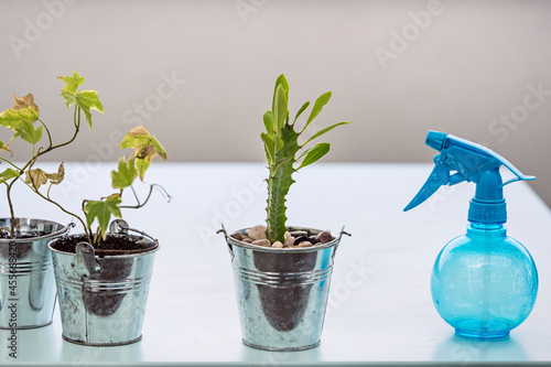 Hedera Helix, euphorbia trigona and blue water diffuser on a terrace table photo