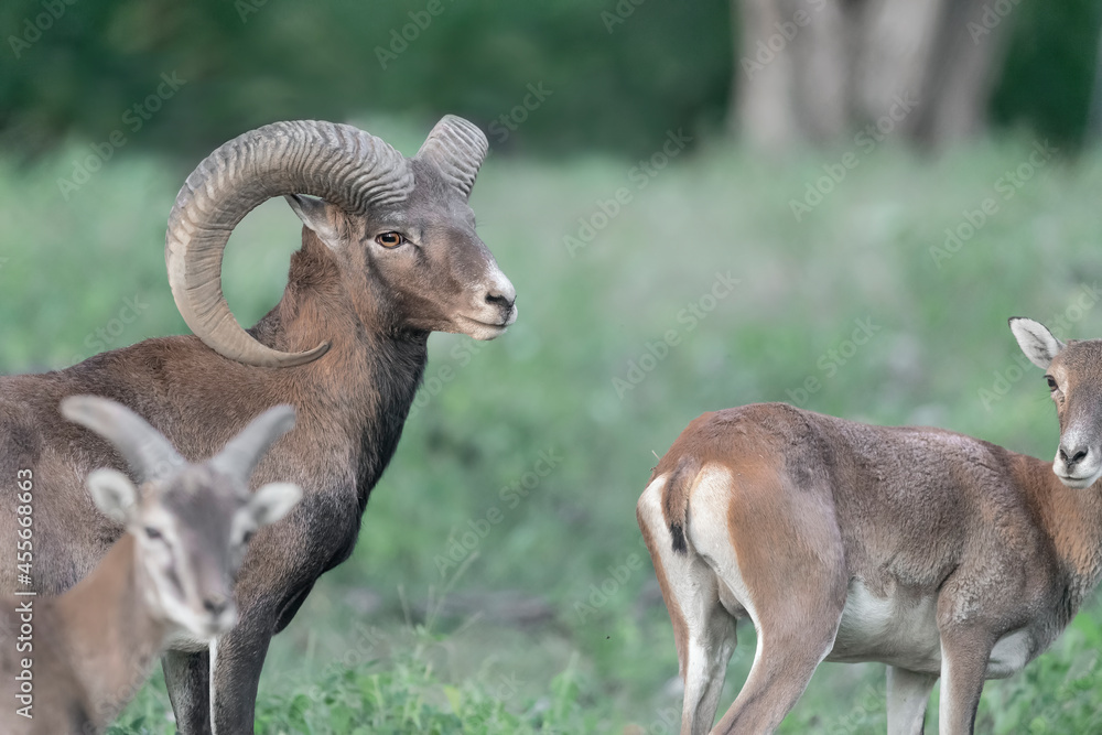 Mouflon male with female in the woodland (Ovis aries musimon) Mouflon male with female in the woodland (Ovis aries musimon)