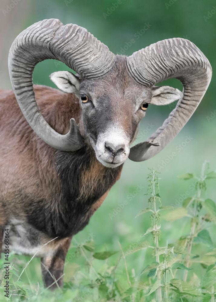 Fine art portrait of majestic mouflon male in the woodland (Ovis aries musimon) Fine art portrait of majestic mouflon male in the woodland (Ovis aries musimon)
