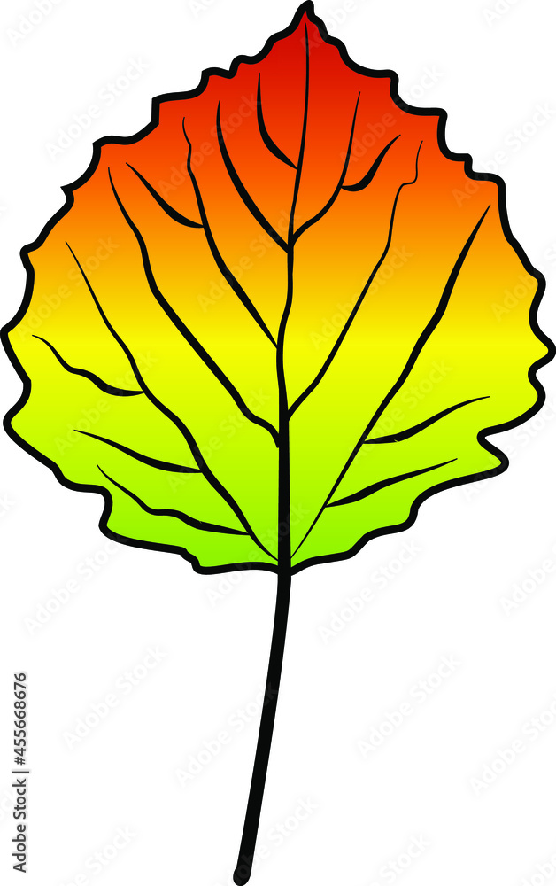 Fototapeta premium linden leaf vector colour autumn