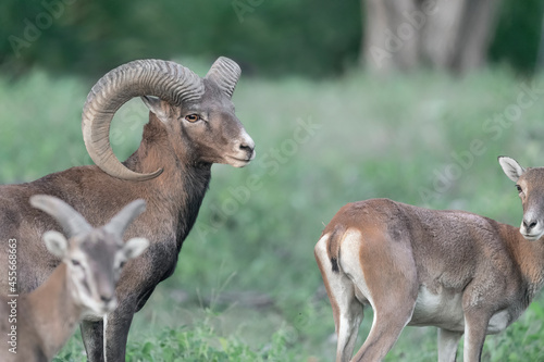 Mouflon male with female in the woodland (Ovis aries musimon)