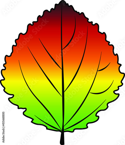 aspen leaf vector colour autumn