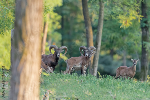 Wild mouflons in the woodland at sunset (Ovis aries musimon)