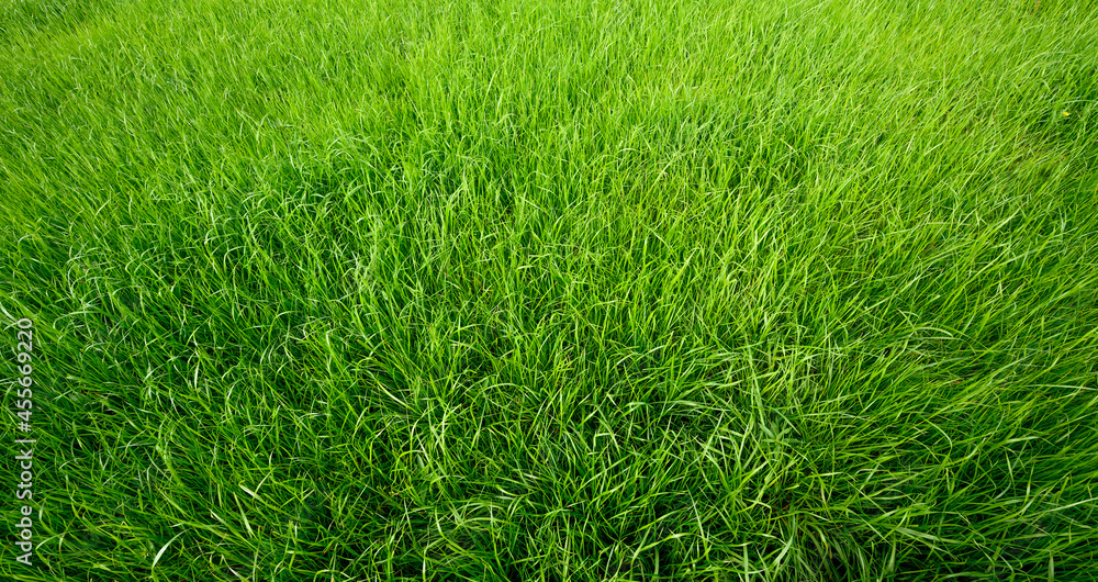 Natural Green grass background or texture Natural Green grass background or texture