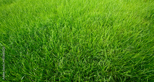 Natural Green grass background or texture © Soho A studio