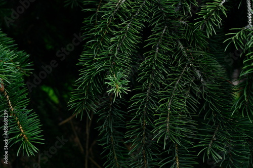 Spruce branches close up background. 