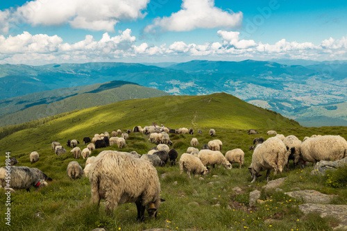 A flock of sheep pasturing and walking in the mountains. Beautiful natural landscape