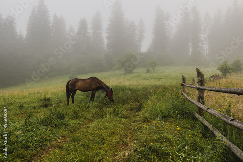 One brown horse grazing on grass field meadow pasture on a cold morning at sunrise.