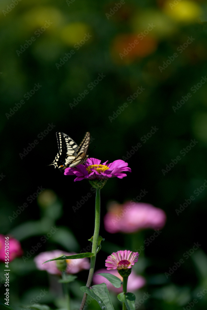 Fototapeta premium アゲハチョウとジニアの花