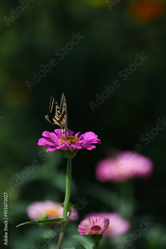アゲハチョウとジニアの花