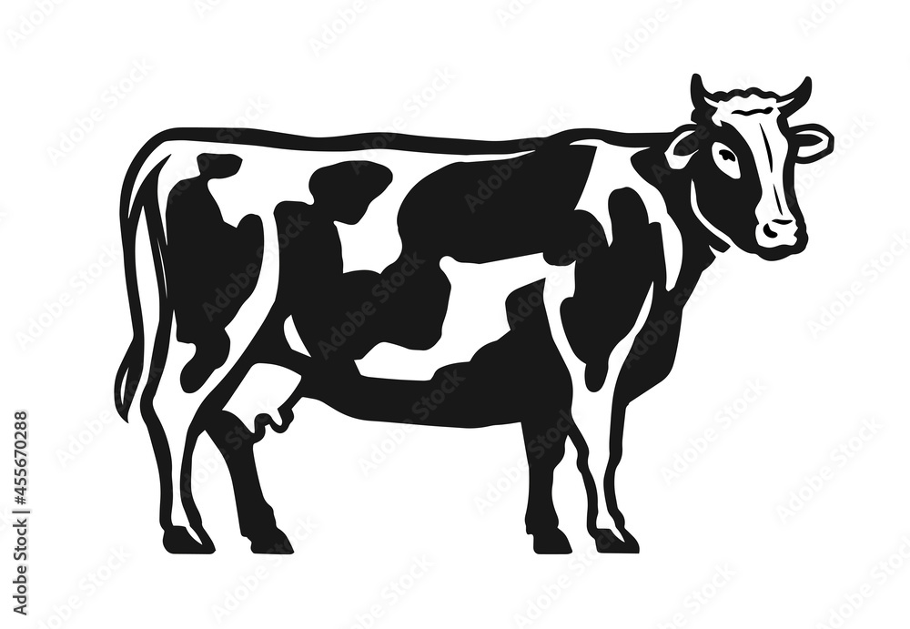 Spotted cow isolated on white background. Dairy food concept. Outline drawing vector illustration