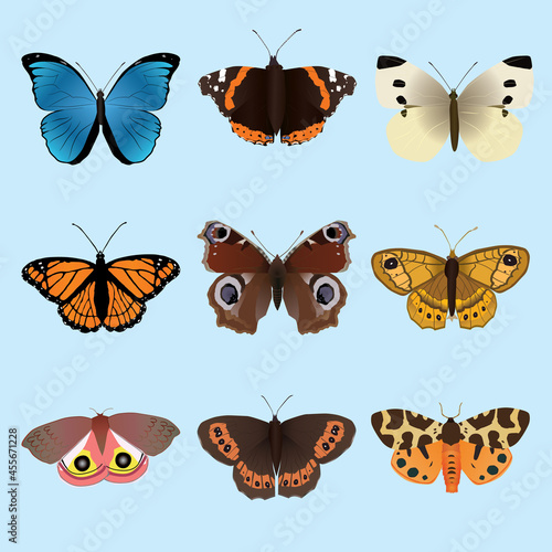 A collection of butterflies and moths. There is a Morpho menelaus a Vanessa atalanta an Arran brown a small white, a viceroy, an European peacock, A wall brown, a garden Tiger moth and an io moth
