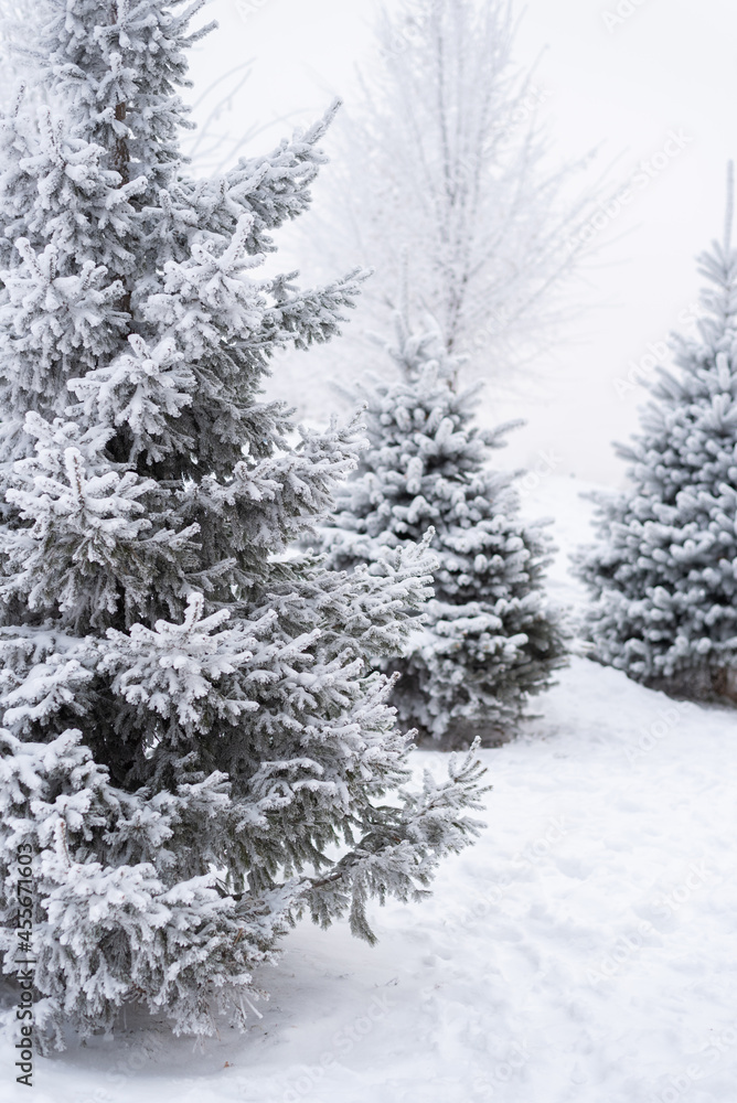 Fluffy snow lies on a Christmas tree in the park in winter Fluffy snow lies on a Christmas tree in the park in winter