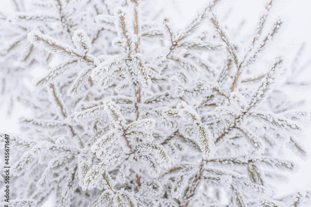 Snow lies on a Christmas tree in the park in winter Snow lies on a Christmas tree in the park in winter