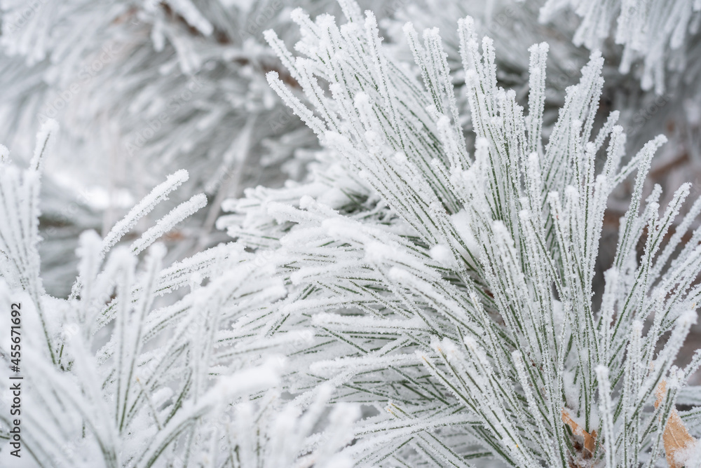 Pine branches and needles are covered with fluffy snow. Macro Pine branches and needles are covered with fluffy snow. Macro