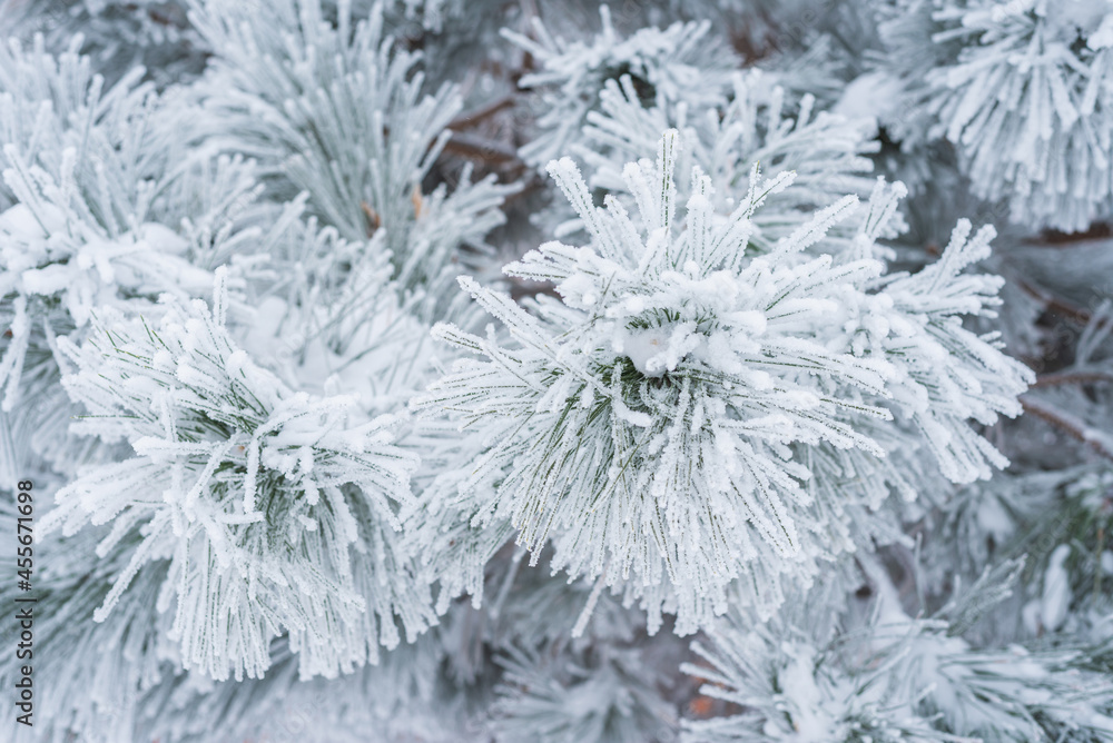 Pine branches and needles are covered with fluffy snow. Macro Pine branches and needles are covered with fluffy snow. Macro