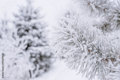 Spruce branches and needles in the snow. Close-up