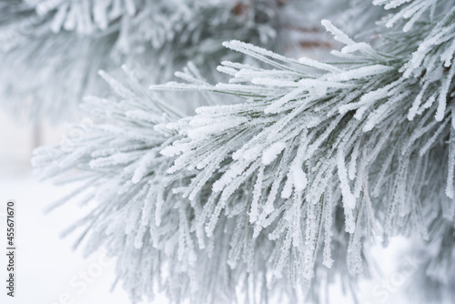 Pine branches and needles are covered with fluffy snow. Macro