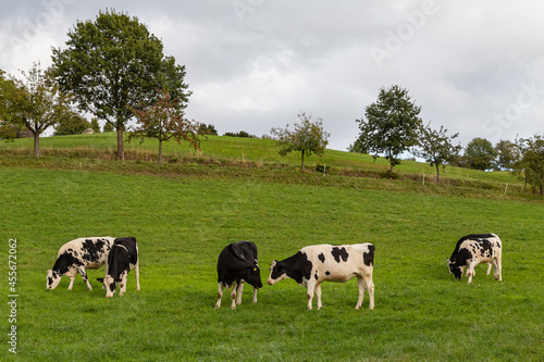 cows on a meadow in rural german landscape