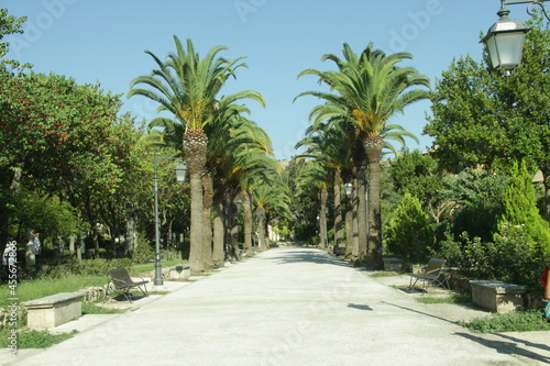 palm trees in the park © Francesco PH