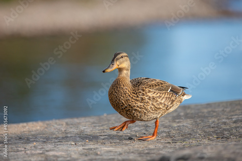 A duck walks along the stone shore of the lake